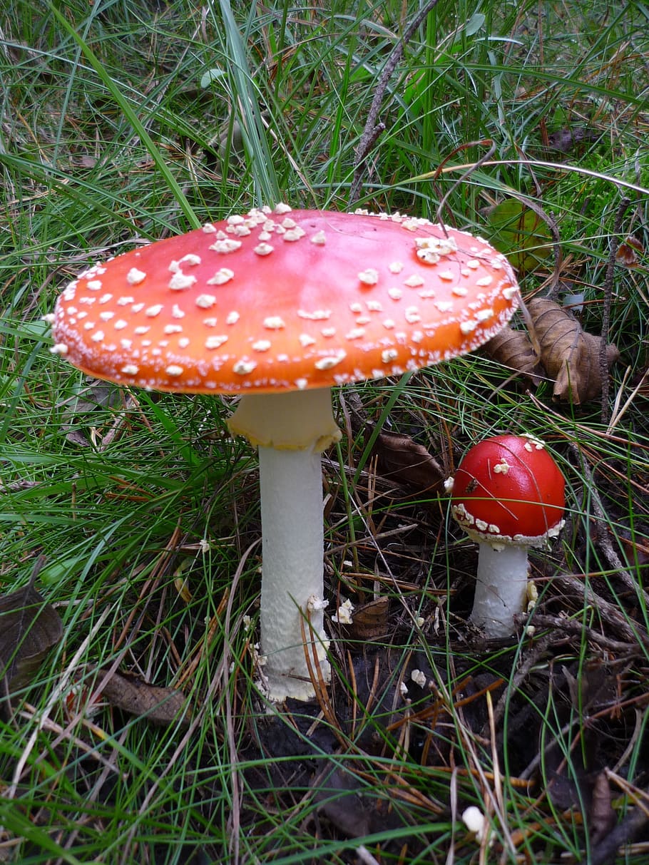 fly agaric, toxic, nature, forest, red, spotted, mushroom, fungus HD wallpaper