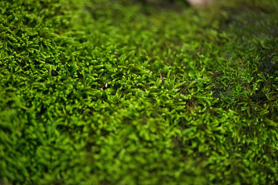 green grass, plant, moss, lush, texture, green color, selective focus HD wallpaper