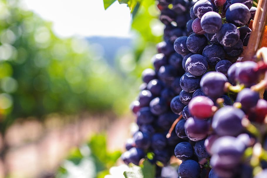 Red grapes in a vineyard, food/Drink, fruit, healthy, wine, nature, HD wallpaper