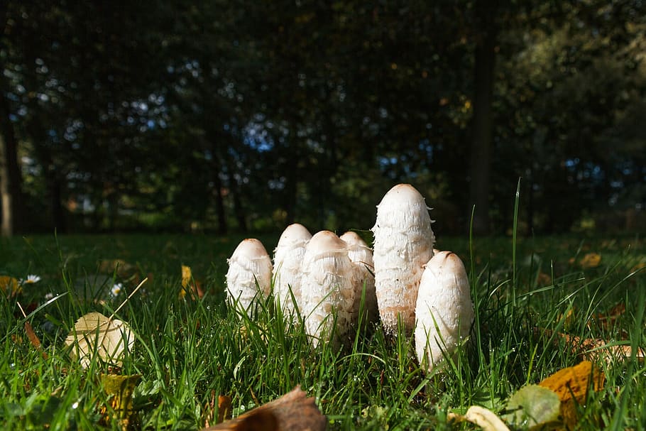 Coprinus, Mushrooms, Meadow, Grass, autumn, human body part HD wallpaper