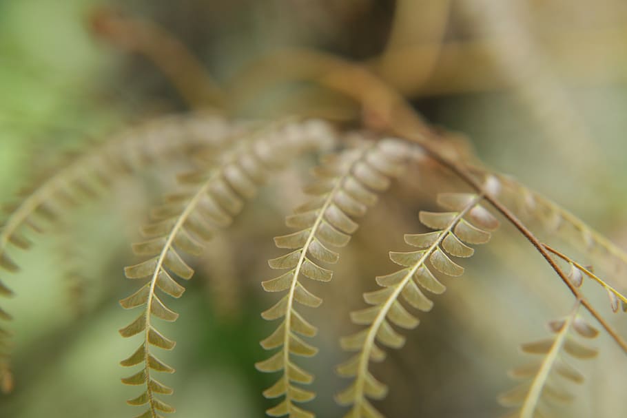 nature, leaves, tiny, green, brown, plant, fern, macro, detail HD wallpaper