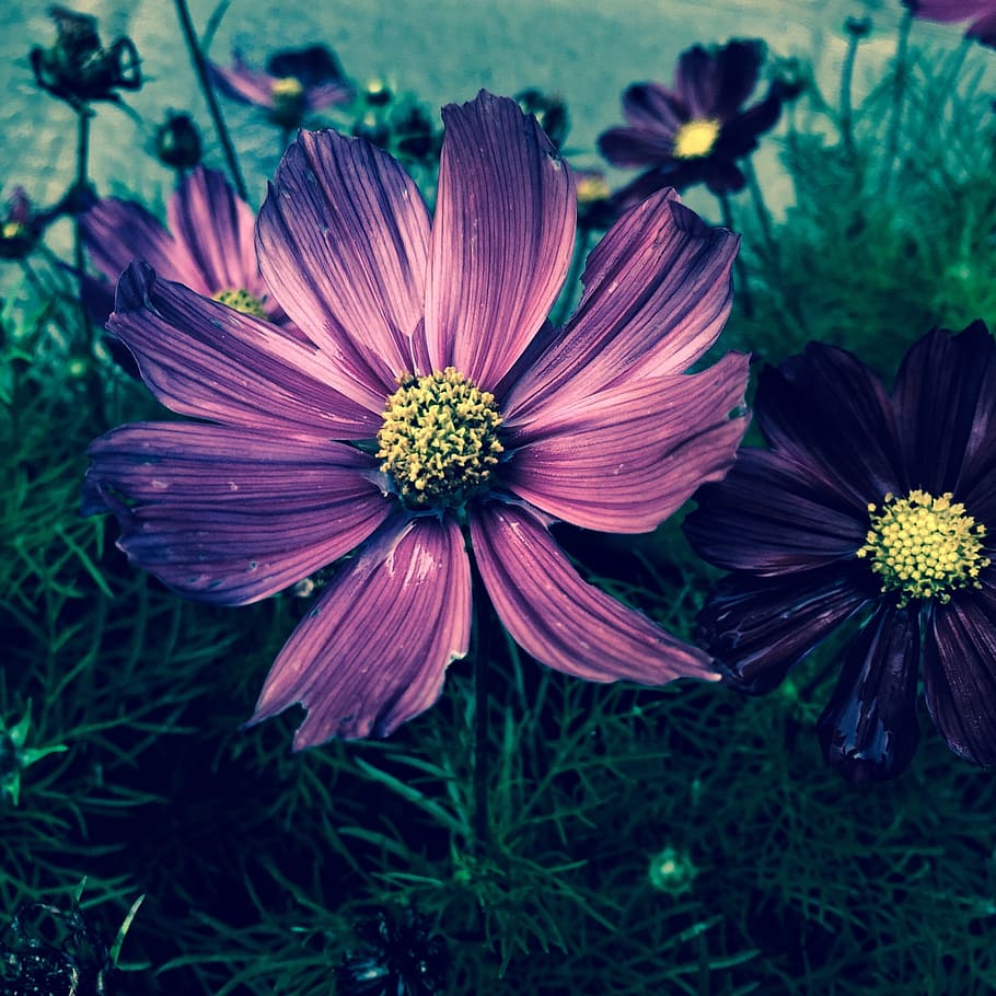 purple, light, glowing, shine, color, flowering plant, freshness HD wallpaper