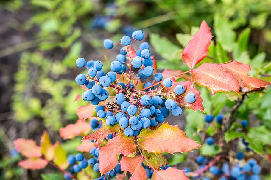 wild blueberries, berry, red, leaf, nature, healthy, organic, HD wallpaper