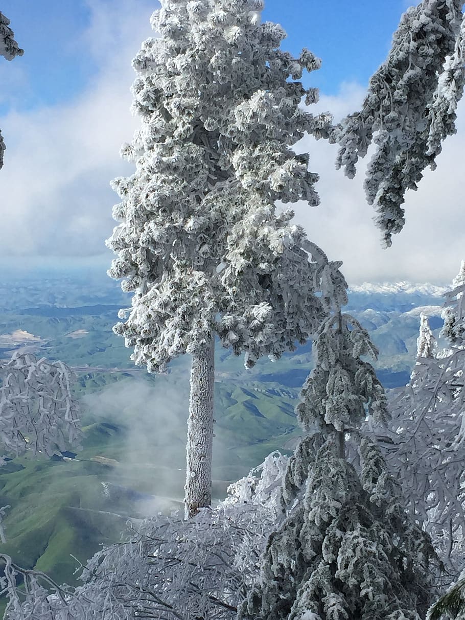 Tree, Snow, Winter, View, Cold, Nature, season, frost, ice HD wallpaper