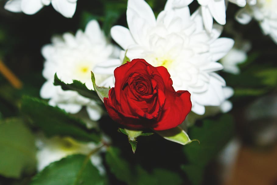 red, rose, flowers, flowering plant, beauty in nature, petal HD wallpaper