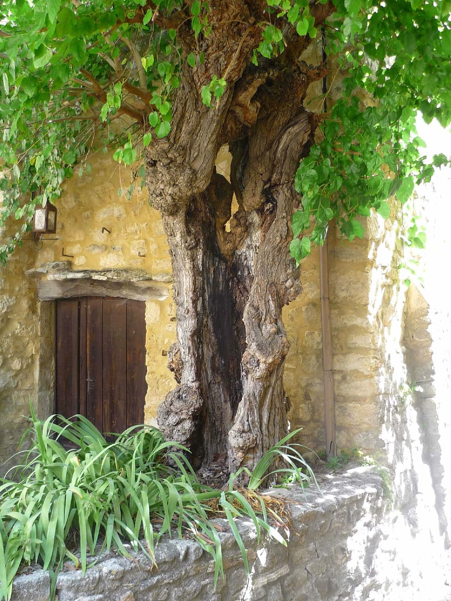 Trunk, Tree, Facade, tree trunk, plant, green color, leaf, day HD wallpaper