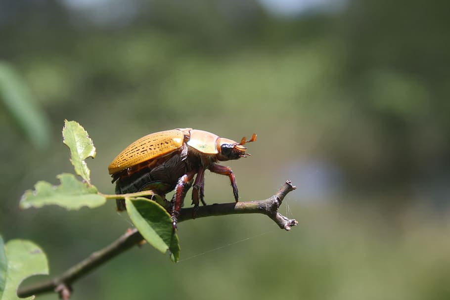Insect, Beetle, Wildlife, Bug, Small, colorful, antennae, thorax HD wallpaper