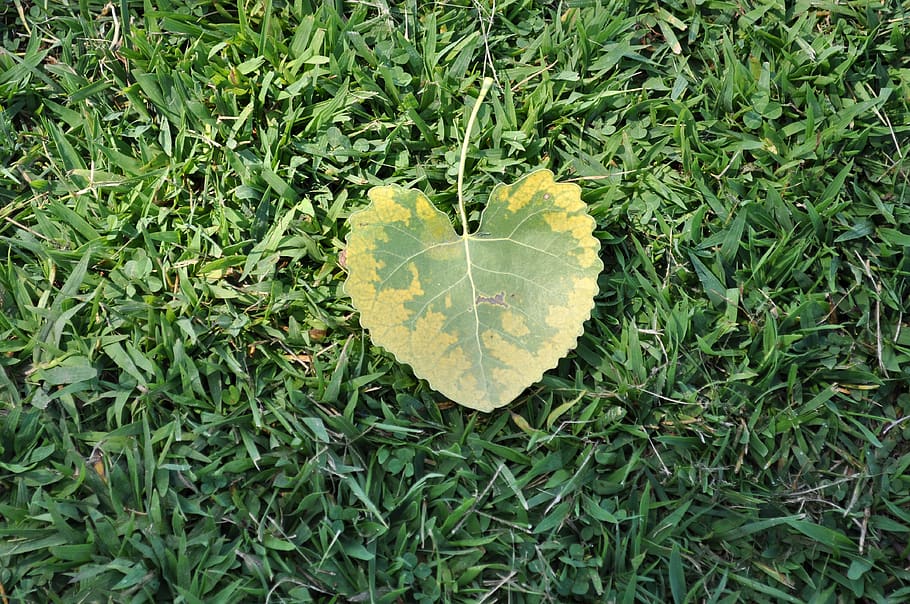 leaf, heart, leaf heart, nature, plant part, green color, growth HD wallpaper