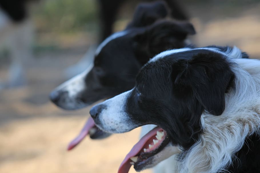 dog, pet, outside, canine, one animal, mammal, domestic, domestic animals HD wallpaper