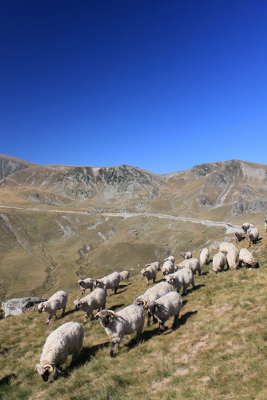 flock, sheep, mountain, romania, animals, roads, travel, lambs