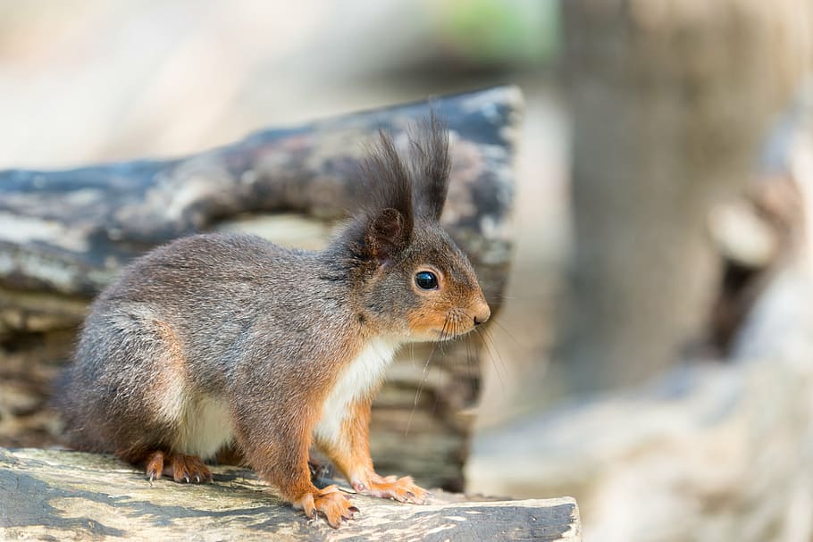 squirrel, animal, possierlich, forest, rodent, tail, wildlife photography HD wallpaper
