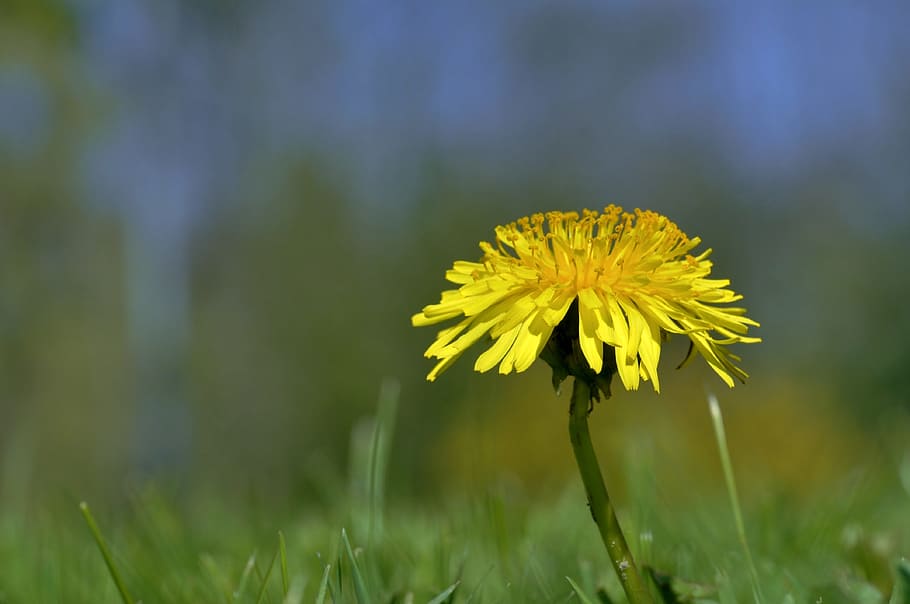dandelion, meadow, spring, yellow, nature, flowers, garden HD wallpaper