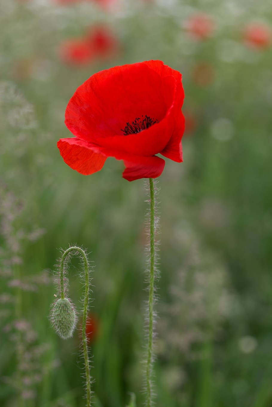Free Mobile Wallpaper of Red Poppies Beautiful  awesome flower wallpaper  Free desktop wal  Poppy wallpaper Best flower wallpaper Beautiful flowers  wallpapers