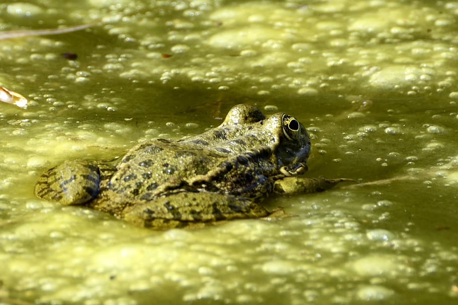 green frog on green liquid surface, animal, nature, creature HD wallpaper