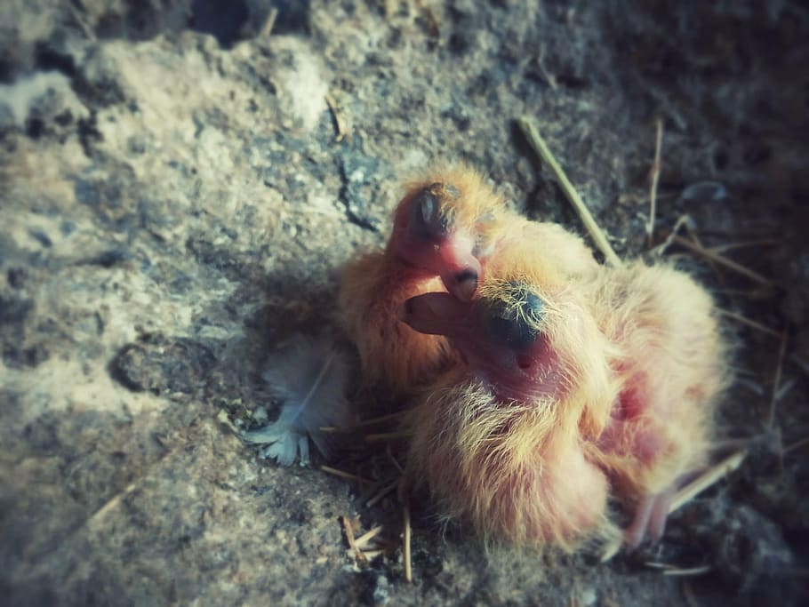 squab, chicks, pigeon, animal, bird, nature, animal themes HD wallpaper