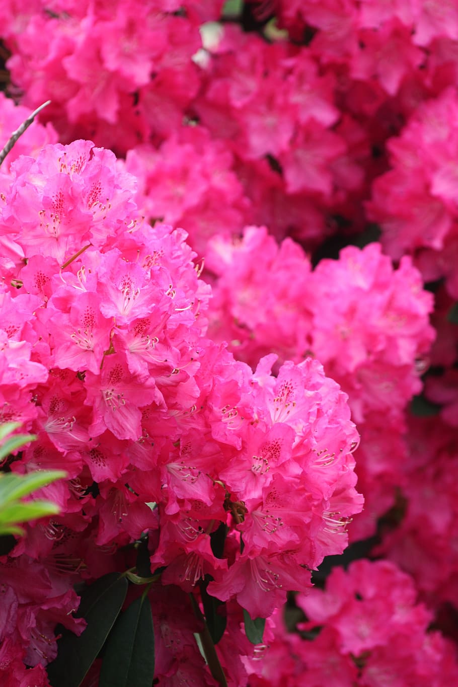azalea, flower, spring, nature, garden, plants, flowering plant HD wallpaper
