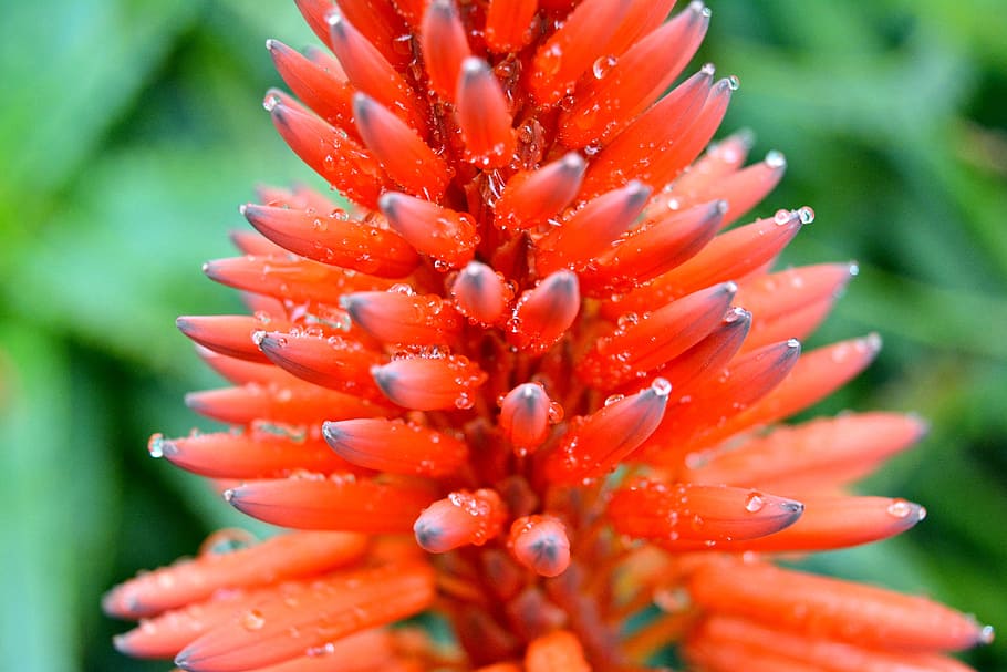 flower, red, drops, garden, red flower, plants, flowers, nature HD wallpaper