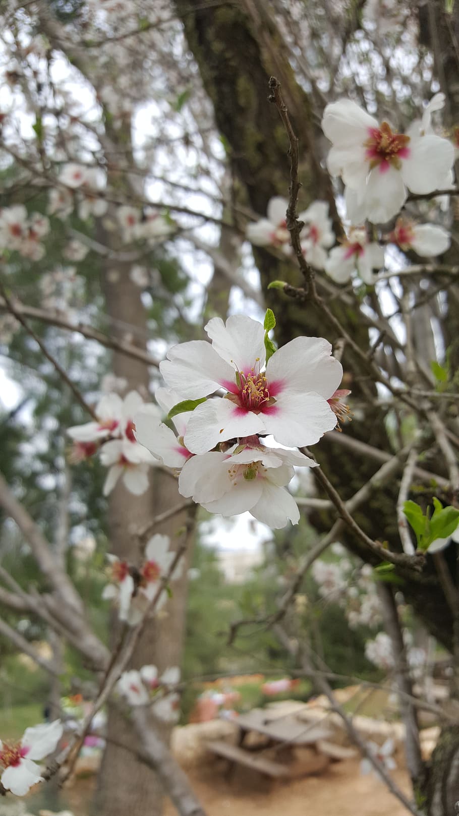 tree, branch, nature, flower, flora, almond tree, white flower HD wallpaper