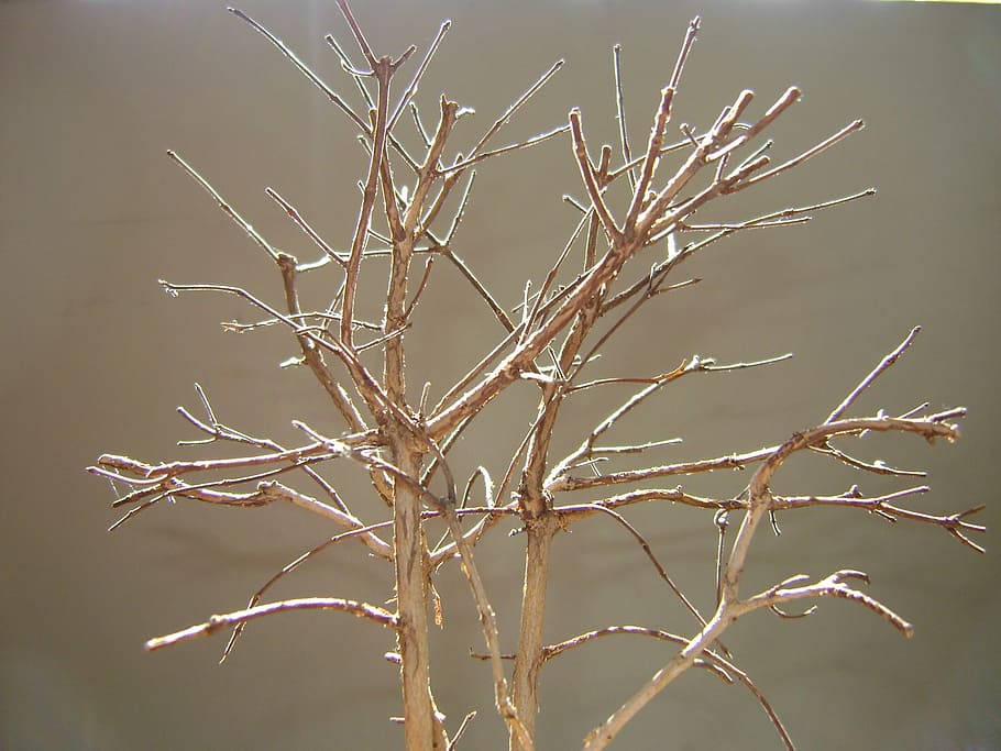 tree, landscape, marron, plant, nature, no people, focus on foreground HD wallpaper