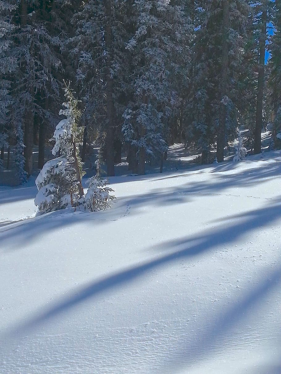 snow, shadows, trees, winter, season, cold, nature, snowfall HD wallpaper