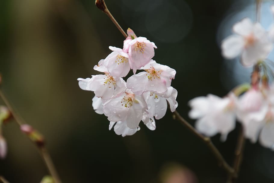 Pink, Sakura, Cherry, Nature, Flower, springtime, branch, plant HD wallpaper