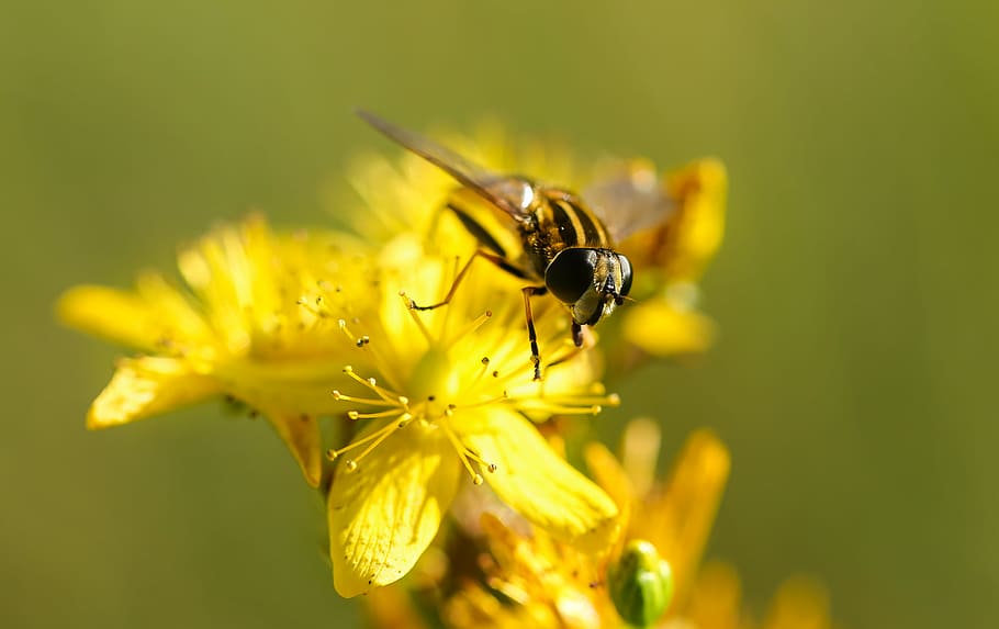 yellow and black fly, hoverfly on yellow petaled flowers, insect HD wallpaper