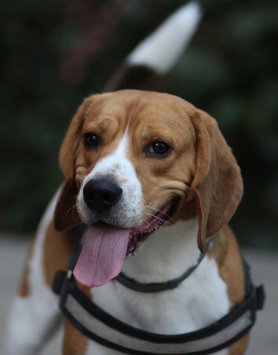 are beagles cheerful dogs