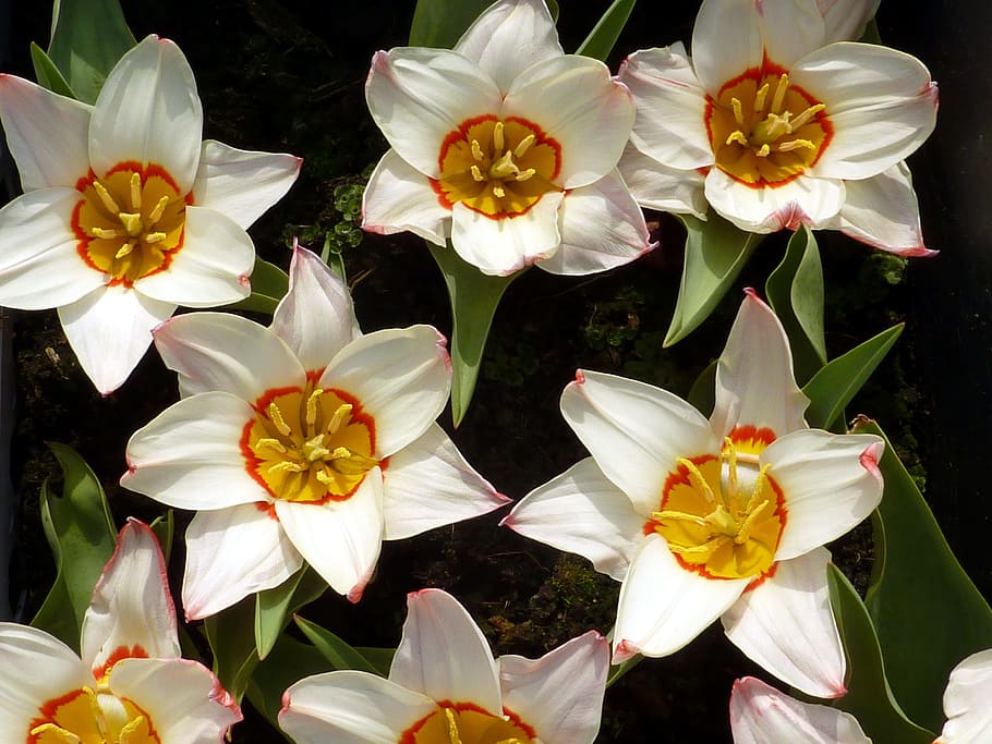 tulip, spring, white, flower, flowering plant, petal, fragility HD wallpaper
