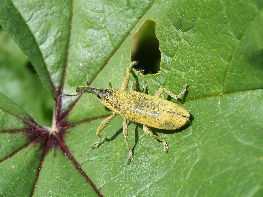 weevil, weevil beetle, lixus angustatus, leaf, mallow, plague HD wallpaper