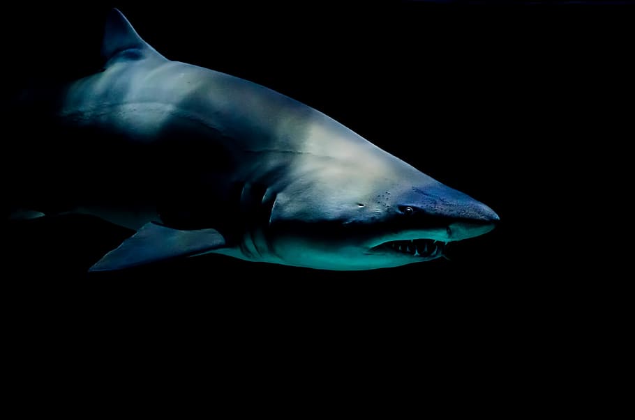 shark against black background, Shark With a Broken Tooth, water, HD wallpaper