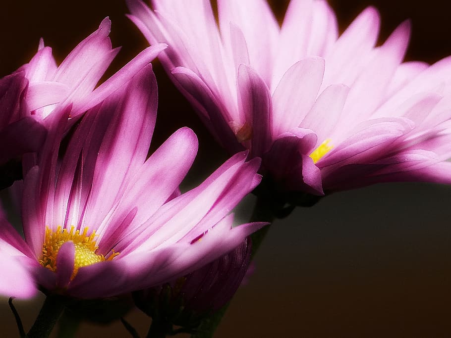 pink, aster, glowing, macro, plant flower, nature, bloom, spring HD wallpaper