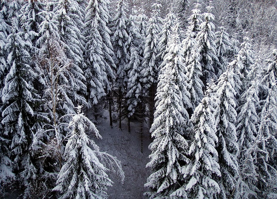 fir tree, winter, snow, snowy, cold temperature, plant, forest HD wallpaper