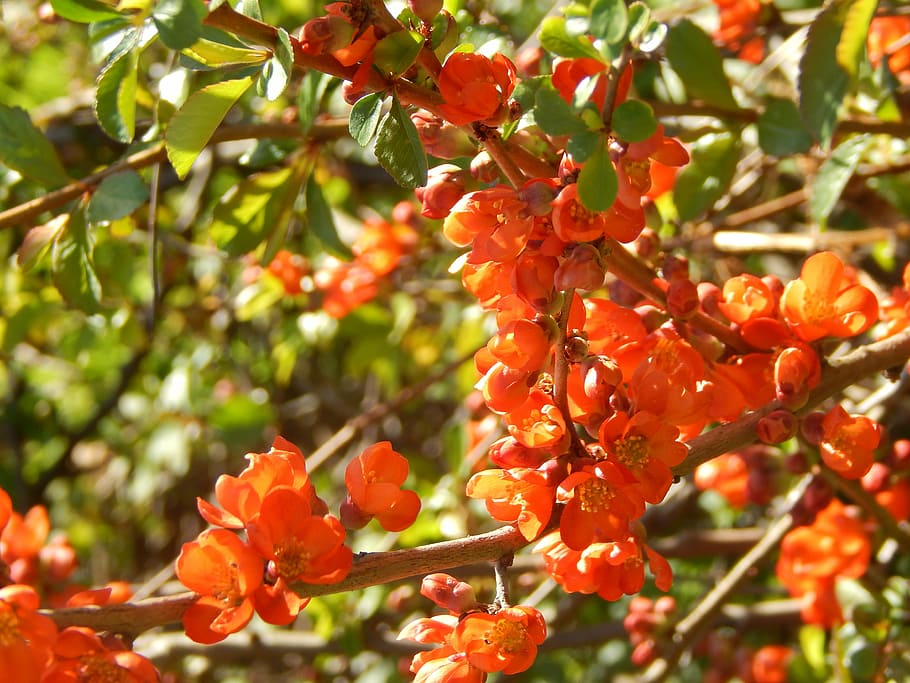 spring, flowers, orange, growth, plant, fruit, food, red, food and drink HD wallpaper