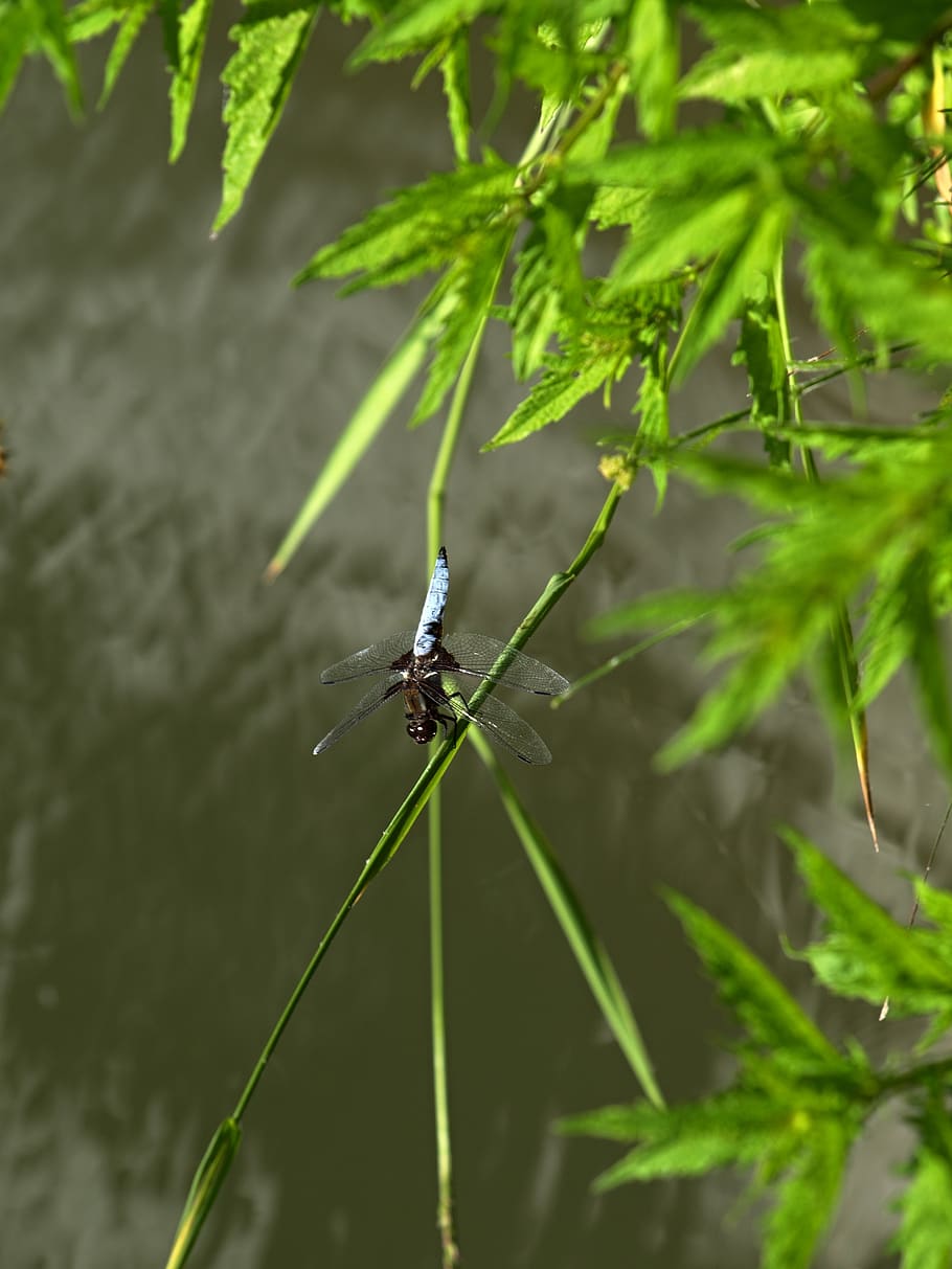 dragonfly, insects, animal wildlife, animal themes, invertebrate HD wallpaper