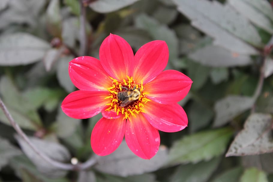 flower, closeup, bee, macro, pollinate, pink, flowering plant HD wallpaper