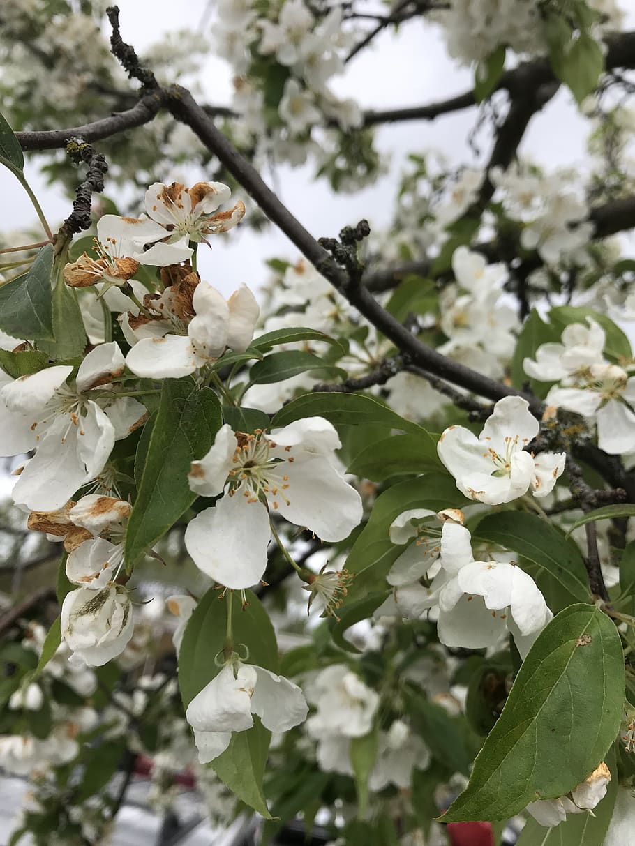 spring, blossoms, flowers, flowering plant, beauty in nature HD wallpaper