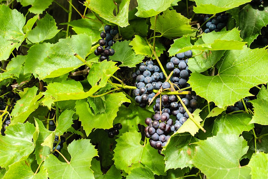 grape, berry, nature, fruit, harvest, outdoors, food, leaf HD wallpaper