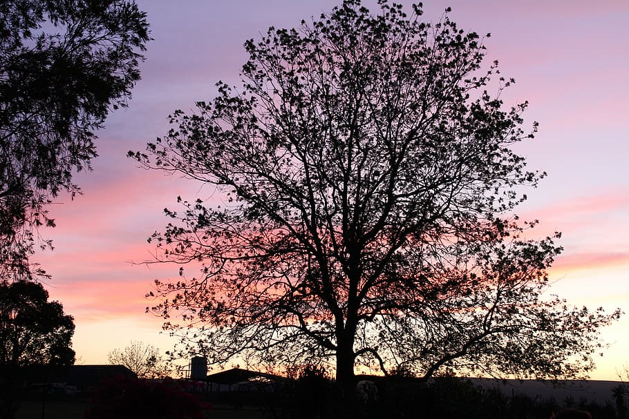tree, tree silhouette, sunset, sunset background, nature, evening HD wallpaper