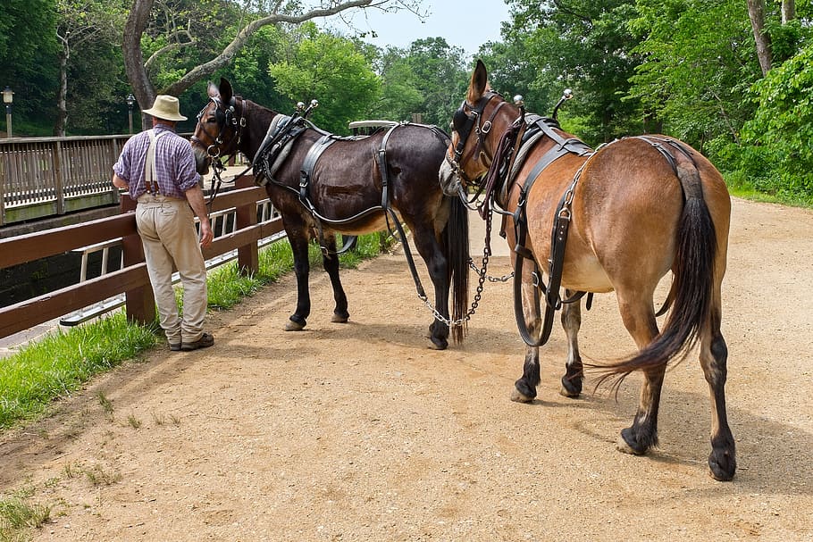 canal-man-mules-summer.jpg