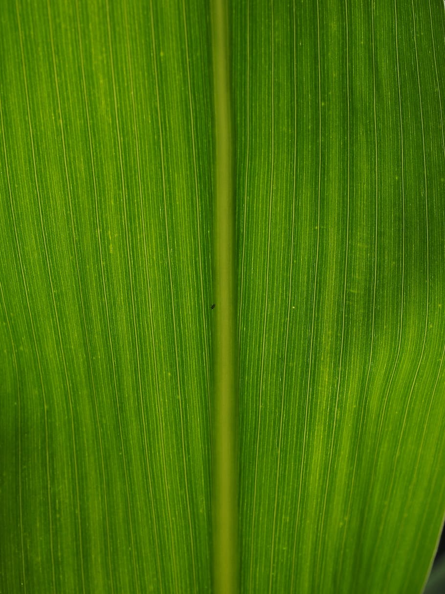 Corn, Leaf, Detail, Veins, corn leaf, leaf veins, green, macro HD wallpaper