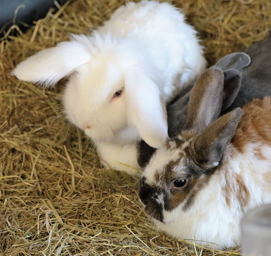 Rabbit, Easter, Animal, Cute, Pet, bunny, fluffy, mammal, domestic HD wallpaper