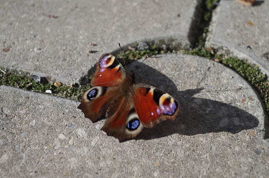 butterfly, insects, color, animal, animal wildlife, animal themes HD wallpaper
