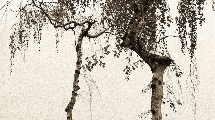 japanese birches, green leaf tree, wood, bark, branch, foliage HD wallpaper