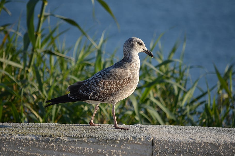 seagull, bird, nature, animal themes, animals in the wild, animal wildlife HD wallpaper
