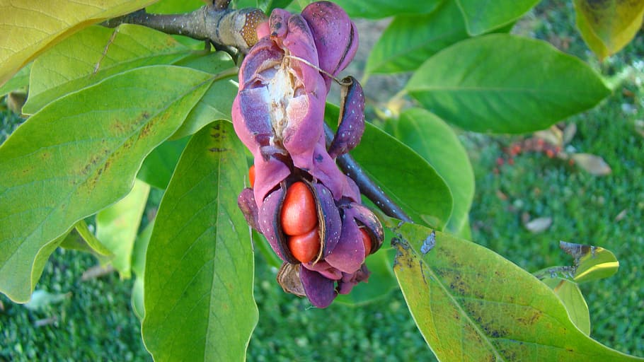 magnolia, tree, blossom, bloom, nature, frühlingsblüher, plant part HD wallpaper