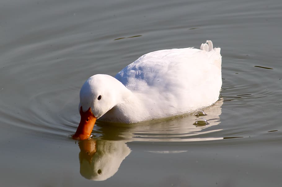 duck, pond, paddle, nature, water bird, swim, animal themes HD wallpaper