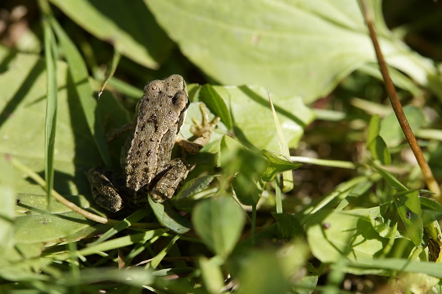frog, toad, leaves, amphibians, animal, grass, small, froschkind HD wallpaper