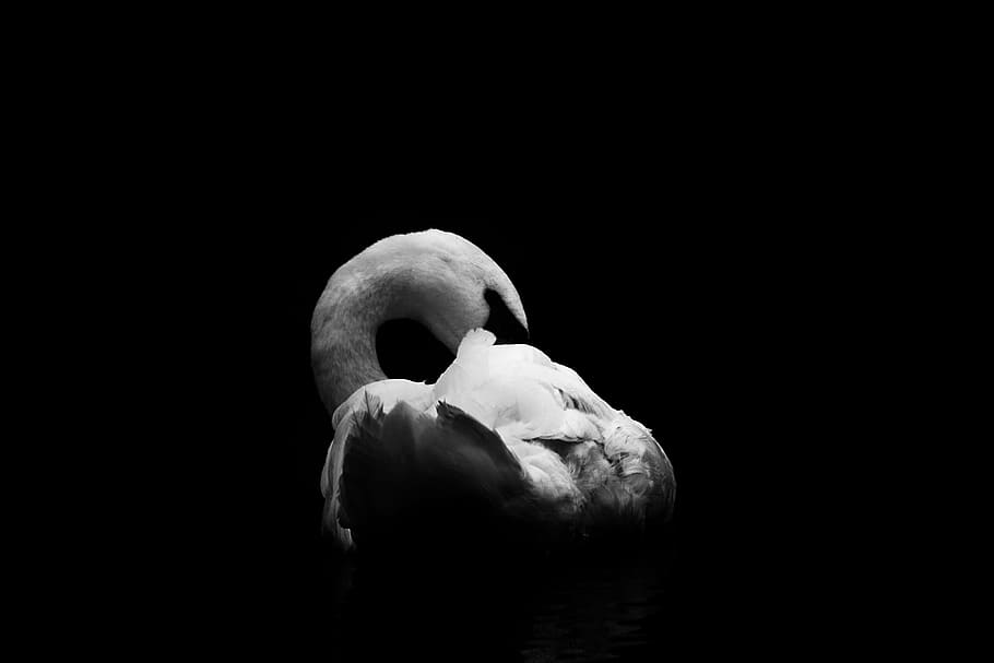 white swan, black and white, birds, bright, plumage, hiding HD wallpaper