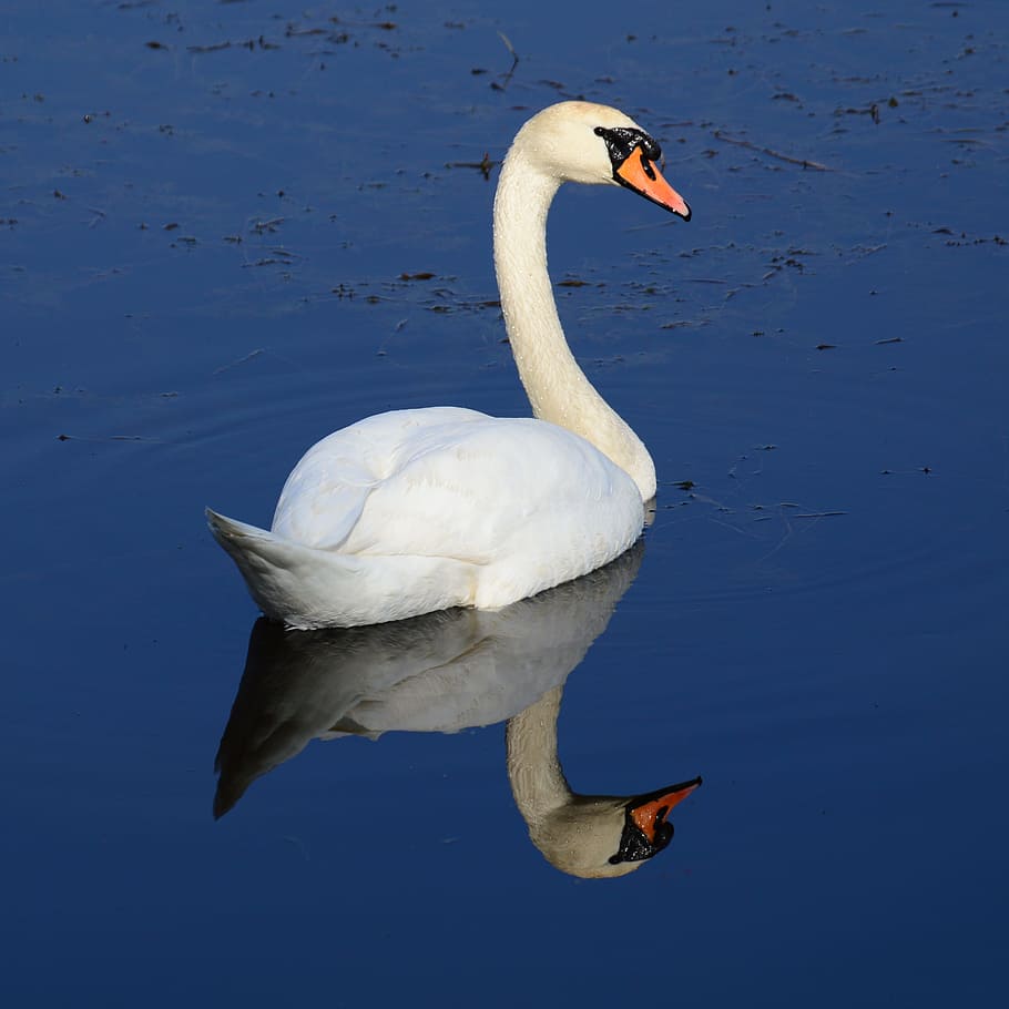 swan, dumb, poland, animal themes, animals in the wild, animal wildlife HD wallpaper