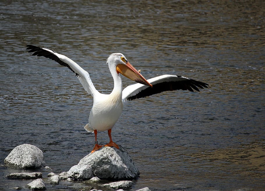 pelican, white, fox river, appleton, wisconsin, midwest, bird HD wallpaper